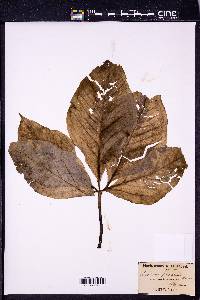 Arisaema quinatum image