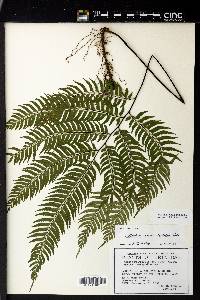 Adiantum serratodentatum image