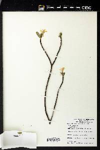 Neobracea bahamensis image