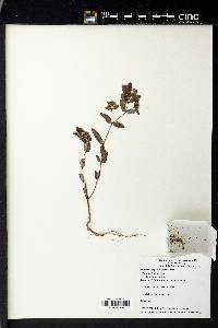 Chamaesyce hyssopifolia image