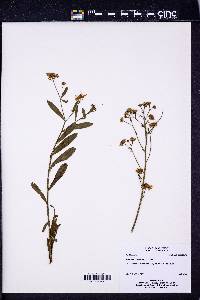 Boltonia asteroides image