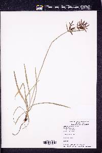 Cyperus rotundus image