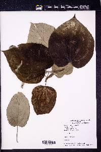 Hibiscus tiliaceus image