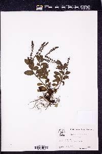 Veronica officinalis image