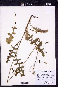 Lactuca hirsuta image