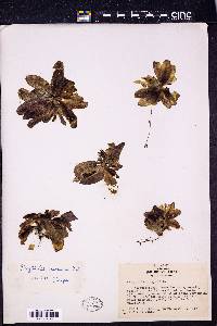 Image Associated With the Occurence