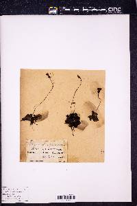 Pinguicula pumila image