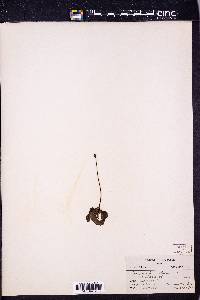 Pinguicula vulgaris image