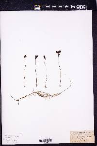 Utricularia cornuta image