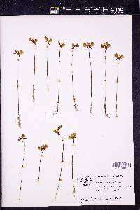 Utricularia cornuta image