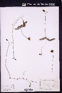 Utricularia intermedia image