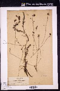 Utricularia intermedia image