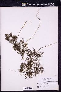 Utricularia purpurea image