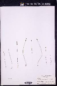 Utricularia virgatula image