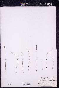 Utricularia virgatula image
