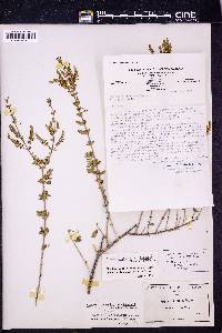 Aloysia gratissima image