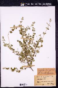 Aloysia wrightii image