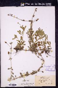 Phyla nodiflora image