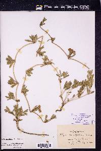 Phyla cuneifolia image