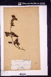 Verbena aubletia image