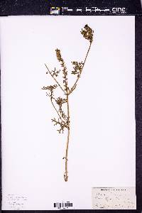 Glandularia bipinnatifida var. bipinnatifida image