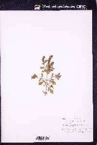 Verbena bracteata image