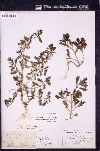 Verbena bracteata image