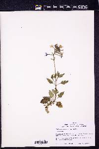 Verbena canadensis image