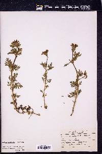 Verbena aubletia image