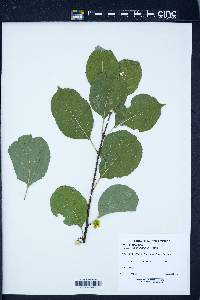 Verbena canadensis image