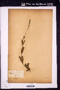 Verbena caroliniana image