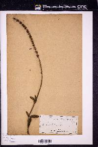 Verbena caroliniana image