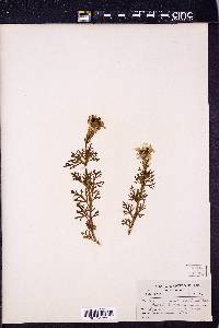 Glandularia canadensis image