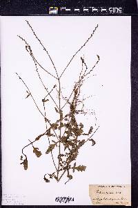 Verbena officinalis image