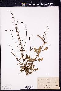 Verbena officinalis image