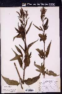 Verbena hastata image