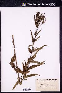 Verbena hastata image