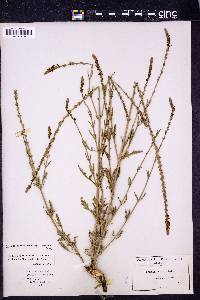 Verbena xutha image