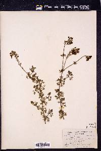 Verbena lasiostachys image