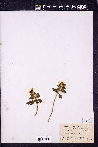 Glandularia wrightii image