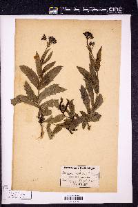 Verbena aubletia image