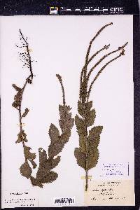 Verbena stricta image