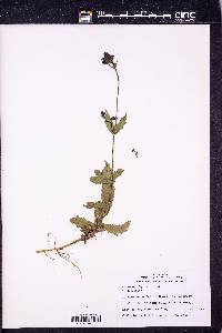 Verbena rigida image