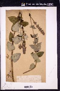 Agastache foeniculum image