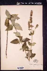 Lophanthus anisatus image
