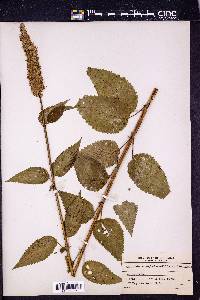 Agastache scrophulariifolia image