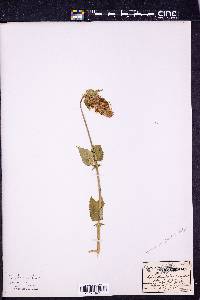 Agastache urticifolia image