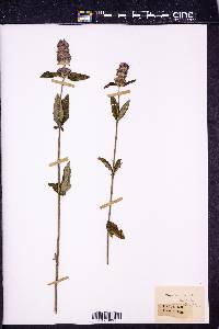 Blephilia ciliata image