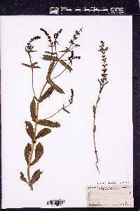 Brazoria scutellarioides image