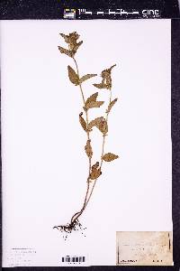 Calamintha clinopodium image